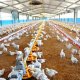 Ver productoNAVES AVICOLAS - GANDARIA