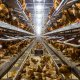 Ver productoLIBERA CAGE FREE