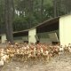 Ver productoGallineros móviles y transportables para avicultura de Granja Pinseque