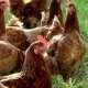 Ver productoGallinas camperas - La Ponedora