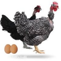 Gallinas Ponedoras