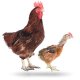 Ver productoPOLLOS CAMPEROS
