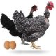 Ver productoGallinas Ponedoras