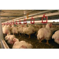 PATIO - BROILER SYSTEMS