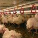 Ver productoPATIO - BROILER SYSTEMS