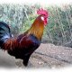 Ver productoGallina utrerana