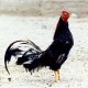 Ver productoGALLO COMBATIENTE