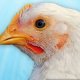 Ver productoPollo de engorde ARBOR ACRES PLUS