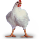 Ver productoPollo de Engorde ROSS 308