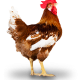 Ver productoPollo de engorde ROWAN RANGER