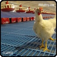 Nidal para gallinas ponedoras