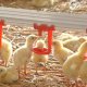 Ver productoAlimentación y bebida avícola