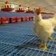 Ver productoNidal para gallinas ponedoras