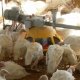 Ver productoComedero para pavos de Equiporave