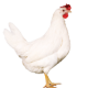 Ver productoNOVOgen White