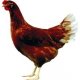 Ver productoTETRA SLL