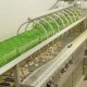 Ver productoPROCESAMIENTO DE POLLITOS