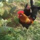 Ver productoGallina sureña