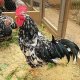 Ver productoPITA PINTA ASRURIANA