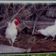 Ver productoGALLINA DE SOBRARBE