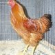 Ver productoGALLINA DE MOS