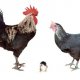 Ver productoGALLINA VALENCIANA DE CHULILLA