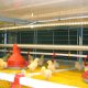 Ver productoSISTEMA DE COLONIA DE POLLOS BROMAXX