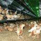 Ver productoSALMET PEDIGROW the aviary rearing school