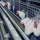 Ver productoPARENT STOCK for maximum chicken breeding per shed