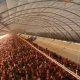Ver productoOrganic Farming