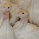 Ver productoAlphaStart Turkey