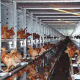 Ver productoAviario para gallinas con plataforma de vuelo