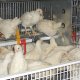 Ver productoRearing aviary