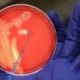 Ver productoANALISIS MICROBIOLOGICO