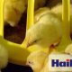 Ver productoHaiKoo