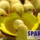 Ver productoSPARKcup
