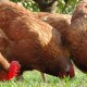 Ver productoSILVAFEED - ENC®