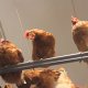 Ver productoQ-Perch