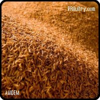 CASCARILLA DE ARROZ EN PACAS PARA CAMA DE POLLOS