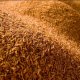 Ver productoCASCARILLA DE ARROZ EN PACAS PARA CAMA DE POLLOS