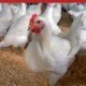 Ver productoMetabolic Disorders in Poultry