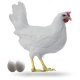 Ver productoGALLINA LEGHORN BLANCA RECRIADA EN SUELO