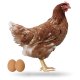 Ver productoGALLINA LOHMMAN BROWM RECRIADA EN SUELO