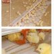 Ver productoPAPEL CREPADO VERDE BIODEGRADABLE – “DELTACHICK”