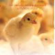 Ver productoAgri Yeast Extra C