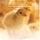 Ver productoAgri Yeast Plus C