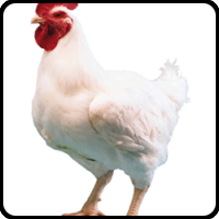 COBBSASSO by SASSO Francia