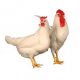 Ver productoNOVOgen WHITE - Reproductores