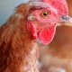 Ver productoSeguro sanitario - Salmonellassu