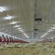 Ver producto Poultry and Pig Housing Systems - Systeel
